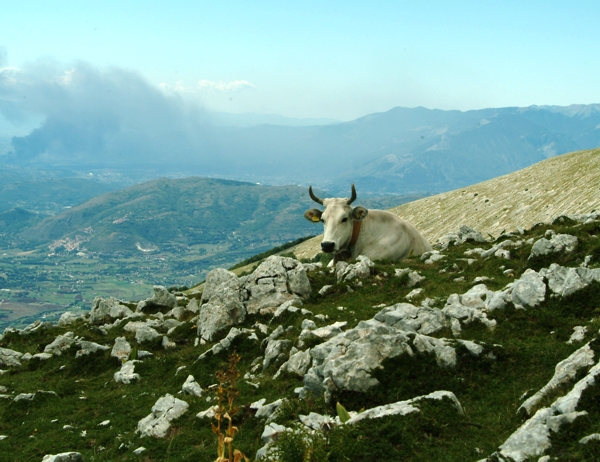 Animali al pascolo